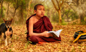 Young novice monk reading in a serene forest setting with a loyal dog nearby, showcasing the charm of Travel Photography Myanmar