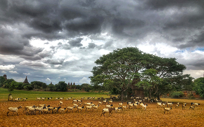 A herd of goats grazing under a large tree in Bagan, Myanmar, with ancient temples and dramatic monsoon clouds in the background.